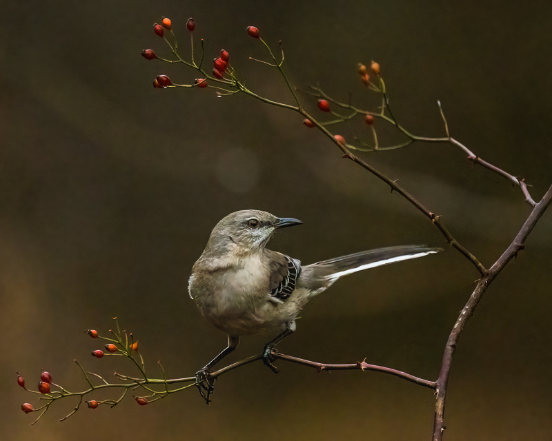 11. Northern Mockingbird