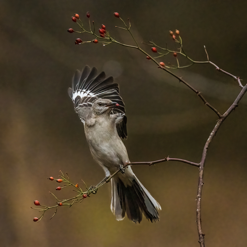 12. Northern Mockingbird