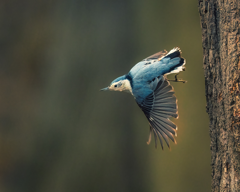 9. White Breasted Nuthatch