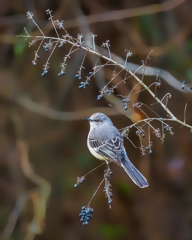8. Northern Mockingbird