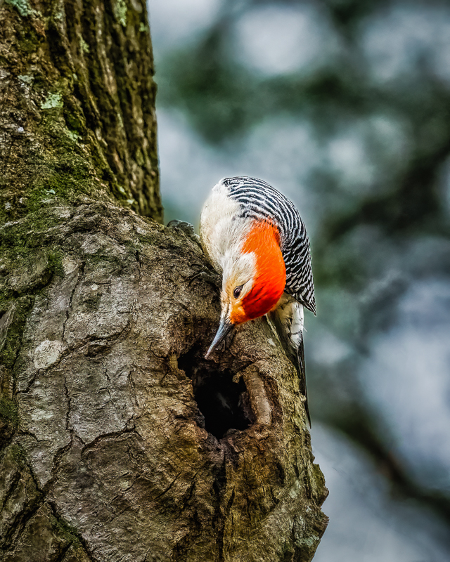 5. Curious Fellow