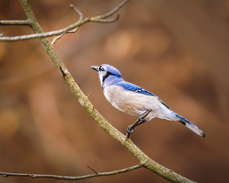 3. Blue Jay