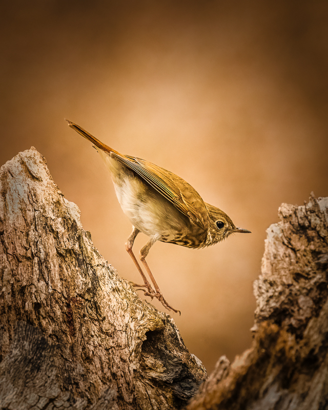 2. Hermit Thrush