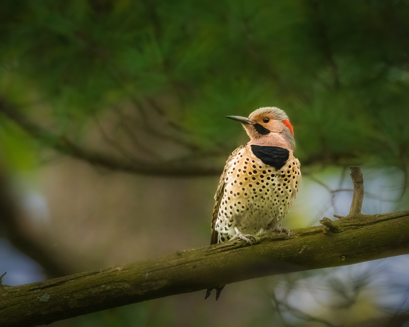 1. Northern Flicker